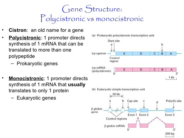 mrna structure