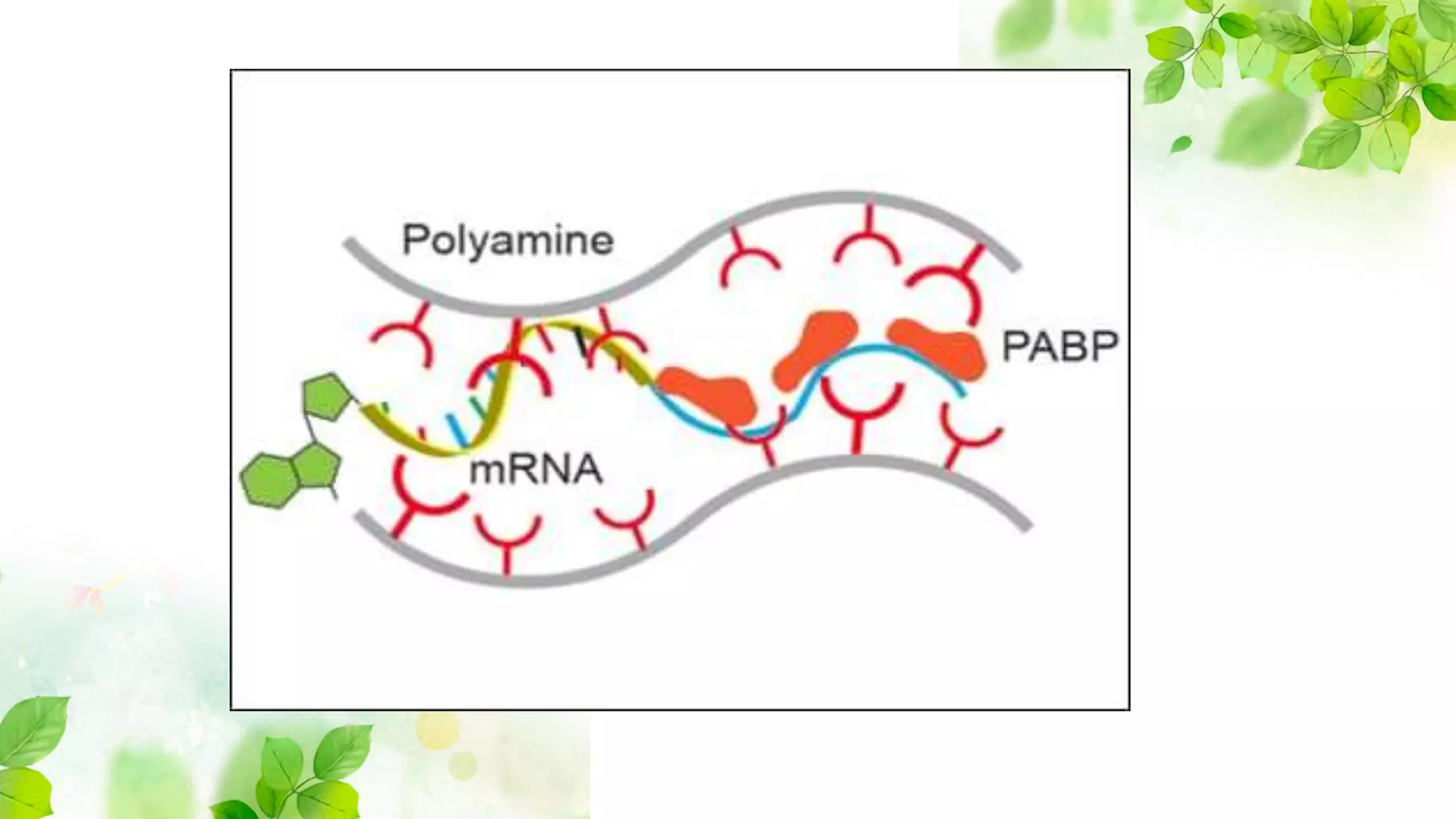 Polycistronic and monocistronic RNA | PPTX