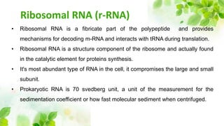 Ribosomal RNA (r-RNA)
• Ribosomal RNA is a fibricate part of the polypeptide and provides
mechanisms for decoding m-RNA and interacts with tRNA during translation.
• Ribosomal RNA is a structure component of the ribosome and actually found
in the catalytic element for proteins synthesis.
• It's most abundant type of RNA in the cell, it compromises the large and small
subunit.
• Prokaryotic RNA is 70 svedberg unit, a unit of the measurement for the
sedimentation coefficient or how fast molecular sediment when centrifuged.
 