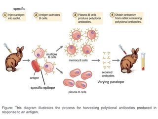Polyclonal and monoclonal antibody production | PPT