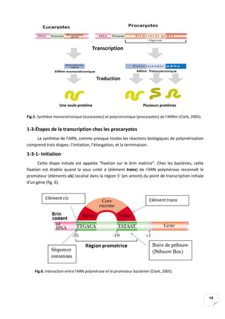 12
Fig.5: Synthèse monocistronique (eucaryotes) et polycistronique (procaryotes) de l'ARNm (Clark, 2005).
1-3-Étapes de la...