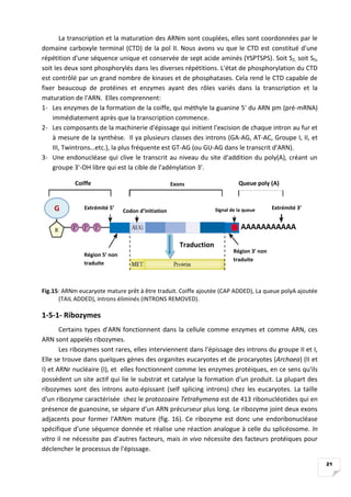 21
La transcription et la maturation des ARNm sont couplées, elles sont coordonnées par le
domaine carboxyle terminal (CTD...