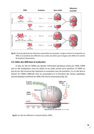 28
Fig.21: Structure générale des ribosomes procaryotes et eucaryotes. La figure montre la composition en
ARNr et en proté...