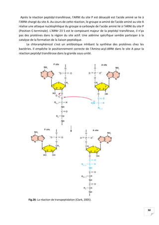 32
Après la réaction peptidyl-transférase, l'ARNt du site P est désacylé est l'acide aminé se lie à
l'ARNt chargé du site ...