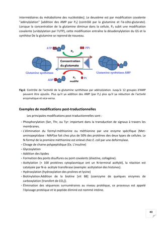 43
intermédiaires du métabolisme des nucléotides]. Le deuxième est par modification covalente
"adénylylation" [addition de...