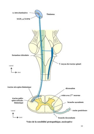 10
branche ascendante
branche descendante
racine postérieure
relais avec 2ème
neurone
décussation
tractus néo-spino-thalamique
tractus paléo-
spino-réticulo-
thalamique
V (noyau du tractus spinal)
formation réticulaire
Thalamus
n. intra-laminaires
NVPL et NVPM
Voies de la sensibilité protopathique, nociceptive
droit
cranial
droit
ventral
 