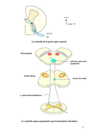 12
Le contrôle de la porte (gate control)
A! et C
A"
droit
ventral
Moelle allongée
n. spino-mésencéphaliques
substance grise péri-
aqueducale
noyaux du raphé
Mésencéphale
Le contrôle supra-segmentaire par la formation réticulaire
 