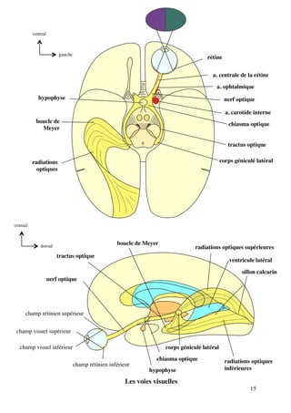 15
rétine
a. centrale de la rétine
a. ophtalmique
nerf optique
a. carotide interne
chiasma optique
tractus optique
corps géniculé latéral
hypophyse
boucle de
Meyer
radiations
optiques
gauche
ventral
Les voies visuelles
champ visuel supérieur
champ visuel inférieur
champ rétinien inférieur
champ rétinien supérieur
chiasma optique
hypophyse
nerf optique
corps géniculé latéral
radiations optiques
inférieures
sillon calcarin
radiations optiques supérieures
ventricule latéral
tractus optique
boucle de Meyerdorsal
cranial
 