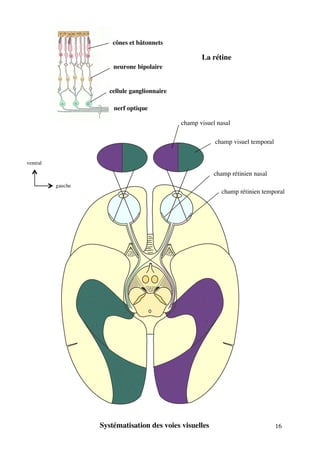 16
cônes et bâtonnets
neurone bipolaire
cellule ganglionnaire
nerf optique
La rétine
champ visuel nasal
champ visuel temporal
champ rétinien nasal
champ rétinien temporal
Systématisation des voies visuelles
gauche
ventral
 