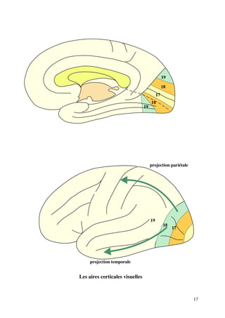 17
17
18
18
18
17
19
19
19
projection pariétale
projection temporale
Les aires corticales visuelles
 