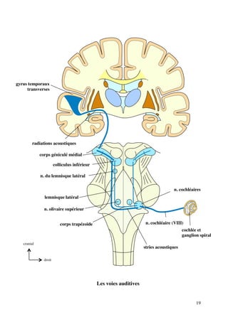 19
Les voies auditives
cochlée et
ganglion spiral
n. cochléaire (VIII)
n. cochléaires
corps trapézoïde
n. olivaire supérieur
lemnisque latéral
n. du lemnisque latéral
colliculus inférieur
corps géniculé médial
radiations acoustiques
gyrus temporaux
transverses
stries acoustiques
droit
cranial
 