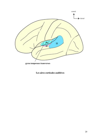20
41
gyrus temporaux transverses
42
22
Les aires corticales auditives
dorsal
cranial
 