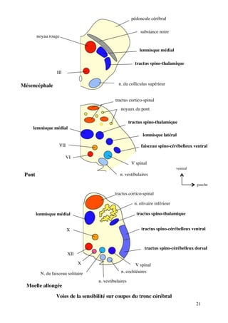 21
pédoncule cérébral
substance noire
lemnisque médial
tractus spino-thalamique
n. du colliculus supérieur
III
noyau rouge
Mésencéphale
tractus cortico-spinal
noyaux du pont
tractus spino-thalamique
lemnisque latéral
faisceau spino-cérébelleux ventral
V spinal
n. vestibulaires
VI
VII
lemnisque médial
Pont
tractus cortico-spinal
n. olivaire inférieur
tractus spino-thalamique
tractus spino-cérébelleux ventral
tractus spino-cérébelleux dorsal
lemnisque médial
X
XII
X V spinal
N. du faisceau solitaire n. cochléaires
n. vestibulaires
Moelle allongée
Voies de la sensibilité sur coupes du tronc cérébral
gauche
ventral
 