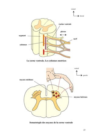 23
segment
colonnes
racine ventrale
plexus
nerf
La corne ventrale. Les colonnes motrices
noyaux médiaux
noyaux latéraux
Somatotopie des noyaux de la corne ventrale
dorsal
cranial
gauche
ventral
 