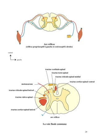 24
Arc réflexe
(réflexe proprioceptif à gauche et extéroceptif à droite)
tractus cortico-spinal ventral
tractus cortico-spinal latéral
tractus vestibulo-spinal
tractus tecto-spinal
tractus réticulo-spinal médial
tractus réticulo-spinal latéral
tractus rubro-spinal
motoneurone
gauche
ventral
La voie finale commune
arc réflexe
 
