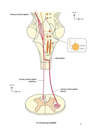 27
droit
cranial
droit
ventral
Le tractus pyramidal
VII sup
VII inf
faisceau cortico-spinal
tractus cortico-spinal
antérieur
décussation
III
IV
V
VI VII
XII
IX
X
XI
tractus cortico-spinal
latéral
 
