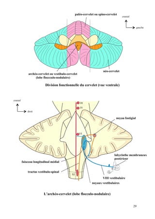 29
néo-cervelet
archéo-cervelet ou vestibulo-cervelet
(lobe floccculo-nodulaire)
paléo-cervelet ou spino-cervelet
Division fonctionnelle du cervelet (vue ventrale)
gauche
cranial
labyrinthe membraneux
postérieur
VIII vestibulaire
noyau fastigial
noyaux vestibulaires
tractus vestibulo-spinal
faisceau longitudinal médial
III
IV
VI
XI
L’archéo-cervelet (lobe flocculo-nodulaire)
droit
cranial
 