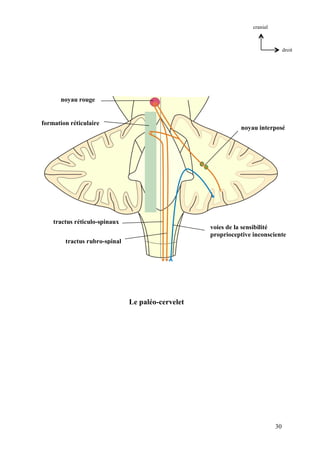 30
droit
cranial
voies de la sensibilité
proprioceptive inconsciente
noyau interposé
noyau rouge
tractus réticulo-spinaux
tractus rubro-spinal
formation réticulaire
Le paléo-cervelet
 