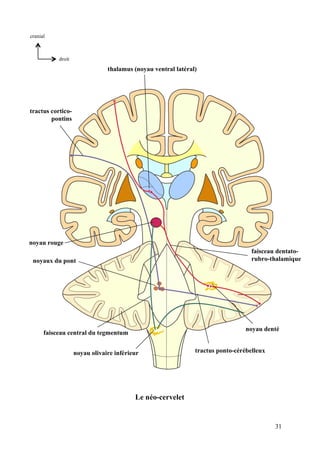 31
thalamus (noyau ventral latéral)
tractus cortico-
pontins
noyau rouge
noyaux du pont
faisceau dentato-
rubro-thalamique
faisceau central du tegmentum
noyau olivaire inférieur
noyau denté
tractus ponto-cérébelleux
Le néo-cervelet
droit
cranial
 