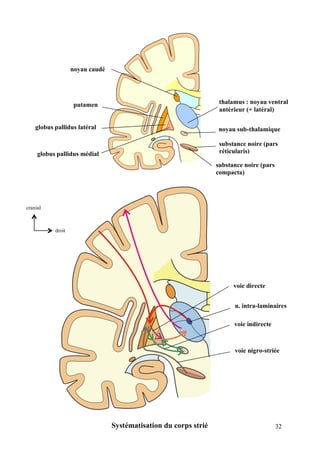 32
thalamus : noyau ventral
antérieur (+ latéral)
noyau sub-thalamique
substance noire (pars
réticularis)
substance noire (pars
compacta)
putamen
globus pallidus latéral
globus pallidus médial
noyau caudé
n. intra-laminaires
voie directe
voie indirecte
voie nigro-striée
Systématisation du corps strié
droit
cranial
 