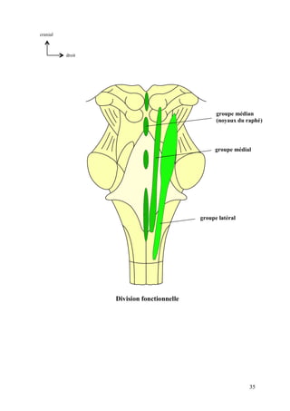 35
groupe médian
(noyaux du raphé)
groupe médial
groupe latéral
Division fonctionnelle
droit
cranial
 