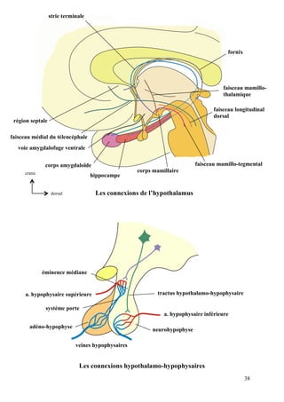 38
dorsal
cranial
a. hypophysaire inférieure
a. hypophysaire supérieure
veines hypophysaires
tractus hypothalamo-hypophysaire
neurohypophyse
système porte
éminence médiane
adéno-hypophyse
Les connexions hypothalamo-hypophysaires
Les connexions de l’hypothalamus
strie terminale
région septale
faisceau médial du télencéphale
corps amygdaloïde
hippocampe
corps mamillaire
fornix
faisceau mamillo-
thalamique
faisceau longitudinal
dorsal
faisceau mamillo-tegmental
voie amygdalofuge ventrale
 