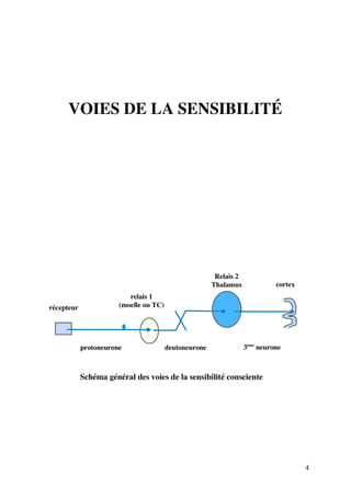 4
VOIES DE LA SENSIBILITÉ
Schéma général des voies de la sensibilité consciente
récepteur
protoneurone
relais 1
(moelle ou TC)
deutoneurone
Relais 2
Thalamus
3ème
neurone
cortex
 