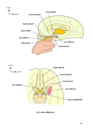 40
strie médiale
tractus olfactif
bulbe olfactif
lame criblée
nerf olfactif
tache jaune
aire olfactive
strie latérale
dorsal
cranial
bulbe olfactif
tractus olfactif
strie latérale
aire olfactive
corps amygdaloïde
strie médiale
Les voies olfactives
gauche
ventral
 