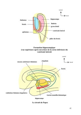 42
dorsal
cranial
hippocampe
fornix
tractus mamillo-thalamique
noyaux antérieurs thalamus
radiations thalamo-cingulaires
cingulum
Le circuit de Papez
hippocampe
fimbria
gyrus denté
ventricule latéral
splénium
fornix
pilier du fornix
thalamus
Formation hippocampique
(vue supérieure après ouverture de la corne inférieure du
ventricule latéral)
droit
ventral
 