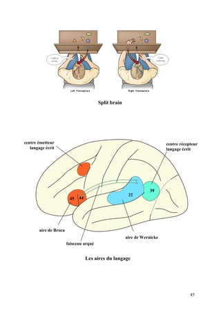 45
Split brain
22
aire de Wernicke
aire de Broca
45 44
39
centre récepteur
langage écrit
centre émetteur
langage écrit
faisceau arqué
Les aires du langage
 