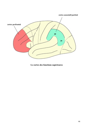 46
39
40
cortex associatif pariétal
cortex prefrontal
Le cortex des fonctions supérieures
 