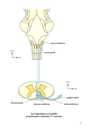 6
Tact épicritique et sensibilité
proprioceptive consciente (1er
neurone)
ganglion spinal
racine postérieure
faisceau gracile
faisceau cunéiforme
noyau cunéiforme
noyau gracile
droit
ventral
droit
cranial
 