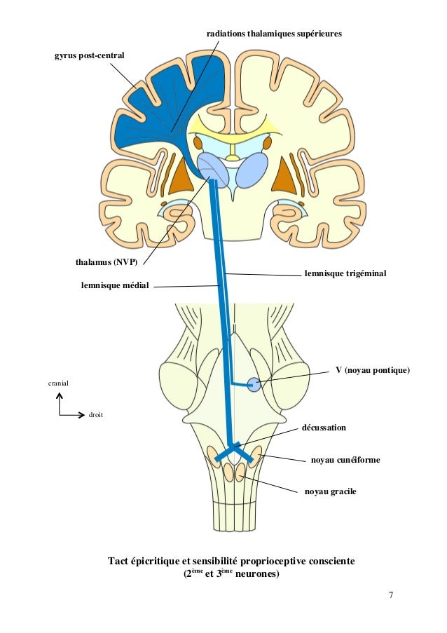 polycopie-snc-tome-ii-7-638.jpg?cb=14297