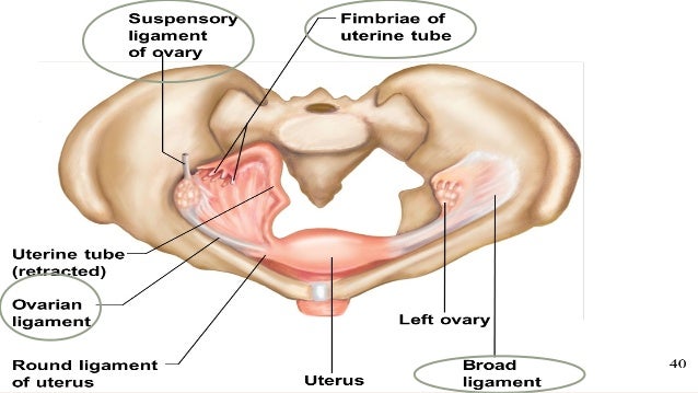 Polycystic ovarian disease by Dr.Shuchita Chattree
