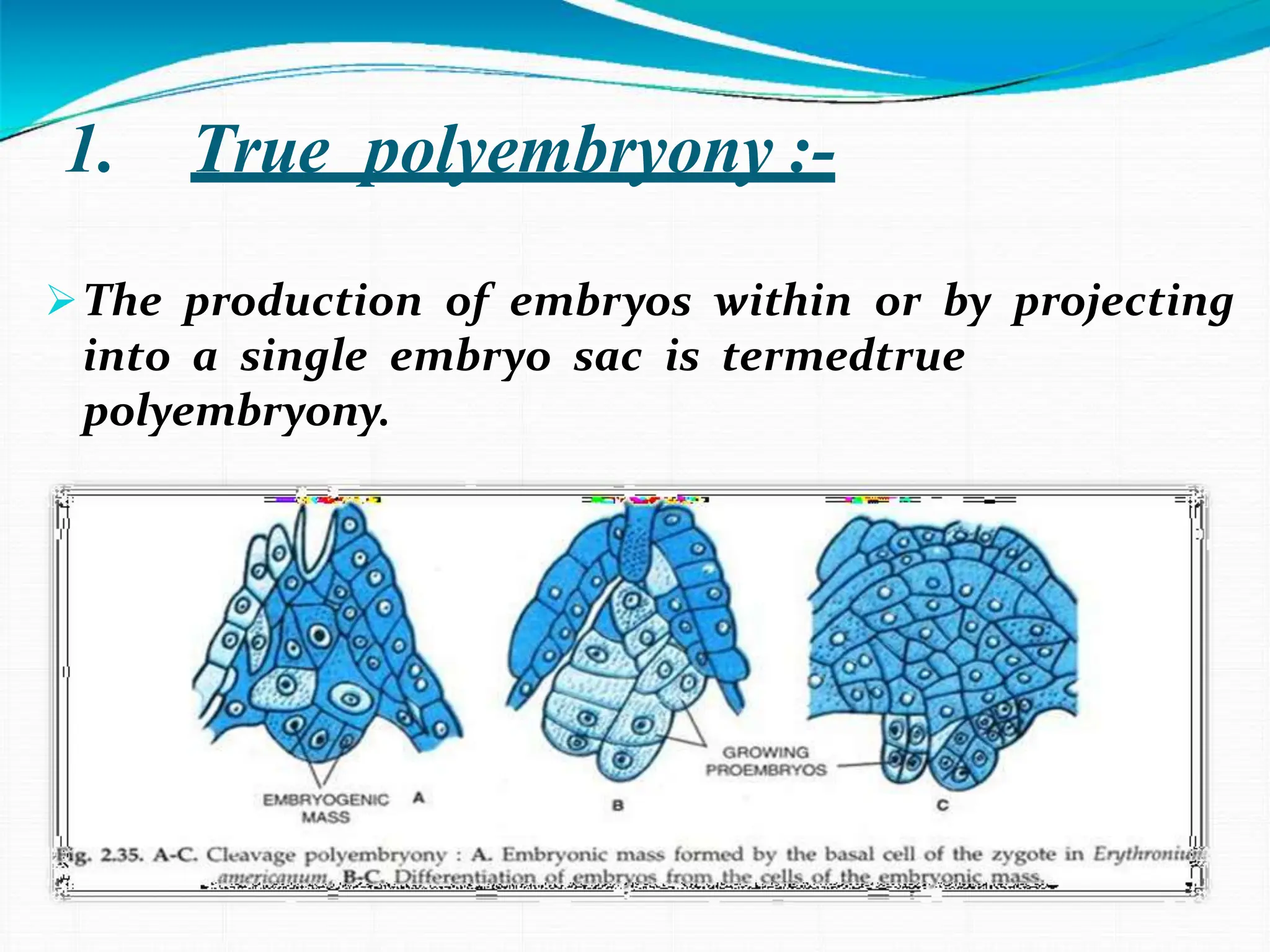 1. True polyembryony :-
The production of embryos within or by projecting
into a single embryo sac is termedtrue
polyembryony.
 