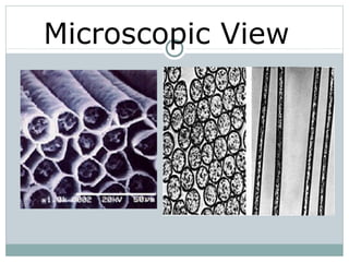 Microscopic View
 