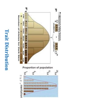 Trait Distribution Patterns Polygenes and their inheritance pattern.pptx