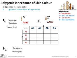 Polygenic Inheritance of Skin ColourExample: 2 genes (A and B), 2 alleles eachAssume: genes are not linked (separate chromosomes)In polygenics, alleles can be: Contributing (they add to the phenotype)