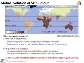 Polygenic Inheritance of Skin ColourIs it possible for twins to be:b.       Lighter or darker than both parents?Key to alleles:A = add melanina = don’t add melaninB = add melaninb = don’t add melaninF0Phenotype:AABbAaBbGenotype:Punnet Grid:F1Genotypes:Phenotypes:10.3 Polygenic Inheritance (AHL)13http://sciencevideos.wordpress.com