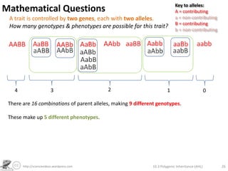 Polygenic Inheritance of Wheat Kernel ColourInheritance of colour of wheat kernels works in a similar way to human skin colour. A wheat plant which is homozygous dominant for both genes is crossed with one which is heterozygous for both genes. What is the predicted ratio of phenotypes in the cross?Key to alleles:A = add reda = don’t add redB = add redb = don’t add redF0Genotype:Punnet Grid:F110.3 Polygenic Inheritance (AHL)20http://sciencevideos.wordpress.com