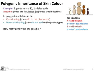 Polygenic Inheritance Examples