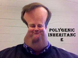 Polygenic Inheritance 