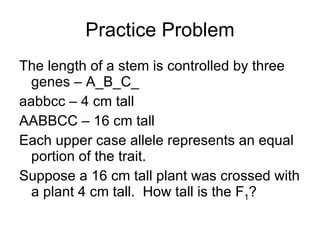 Practice Problem The length of a stem is controlled by three genes – A_B_C_ aabbcc – 4 cm tall AABBCC – 16 cm tall Each upper case allele represents an equal portion of the trait. Suppose a 16 cm tall plant was crossed with a plant 4 cm tall.  How tall is the F 1 ? 