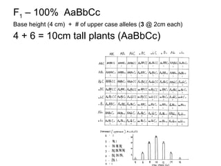 F 1  – 100%  AaBbCc Base height (4 cm)  +  # of upper case alleles ( 3  @ 2cm each) 4 + 6 = 10cm tall plants (AaBbCc) 