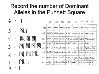 Record the number of Dominant Alleles in the Punnett Square 