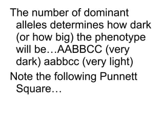 The number of dominant alleles determines how dark (or how big) the phenotype will be…AABBCC (very dark) aabbcc (very light) Note the following Punnett Square… 