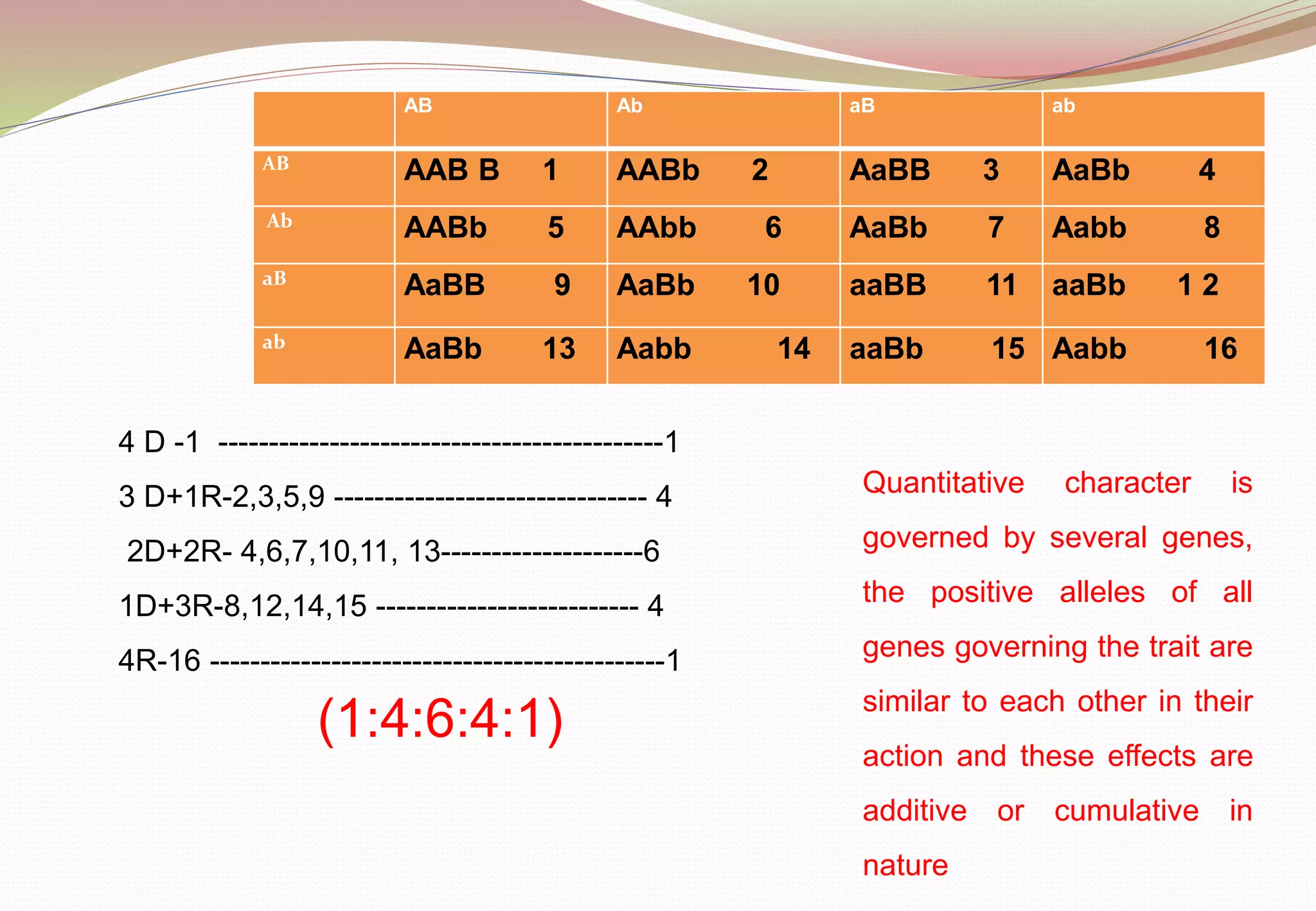 AB Ab aB ab
AB
AAB B 1 AABb 2 AaBB 3 AaBb 4
Ab
AABb 5 AAbb 6 AaBb 7 Aabb 8
aB
AaBB 9 AaBb 10 aaBB 11 aaBb 1 2
ab
AaBb 13 Aabb 14 aaBb 15 Aabb 16
4 D -1 --------------------------------------------1
3 D+1R-2,3,5,9 ------------------------------- 4
2D+2R- 4,6,7,10,11, 13--------------------6
1D+3R-8,12,14,15 -------------------------- 4
4R-16 ---------------------------------------------1
(1:4:6:4:1)
Quantitative character is
governed by several genes,
the positive alleles of all
genes governing the trait are
similar to each other in their
action and these effects are
additive or cumulative in
nature
 