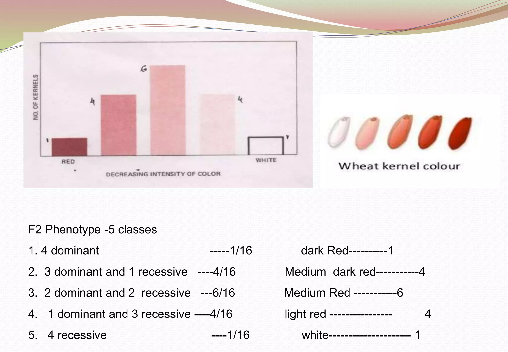 F2 Phenotype -5 classes
1. 4 dominant -----1/16 dark Red----------1
2. 3 dominant and 1 recessive ----4/16 Medium dark red-----------4
3. 2 dominant and 2 recessive ---6/16 Medium Red -----------6
4. 1 dominant and 3 recessive ----4/16 light red ---------------- 4
5. 4 recessive ----1/16 white--------------------- 1
 