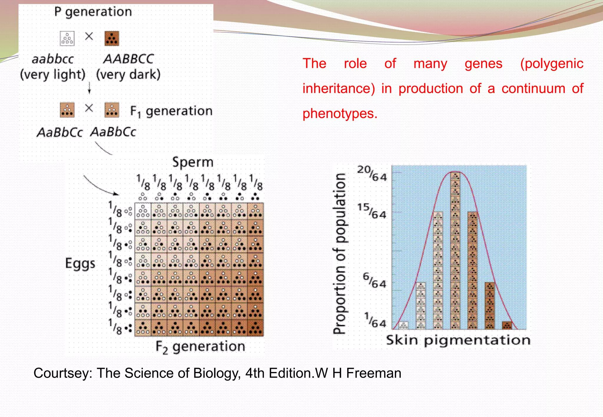 The role of many genes (polygenic
inheritance) in production of a continuum of
phenotypes.
Courtsey: The Science of Biology, 4th Edition.W H Freeman
 