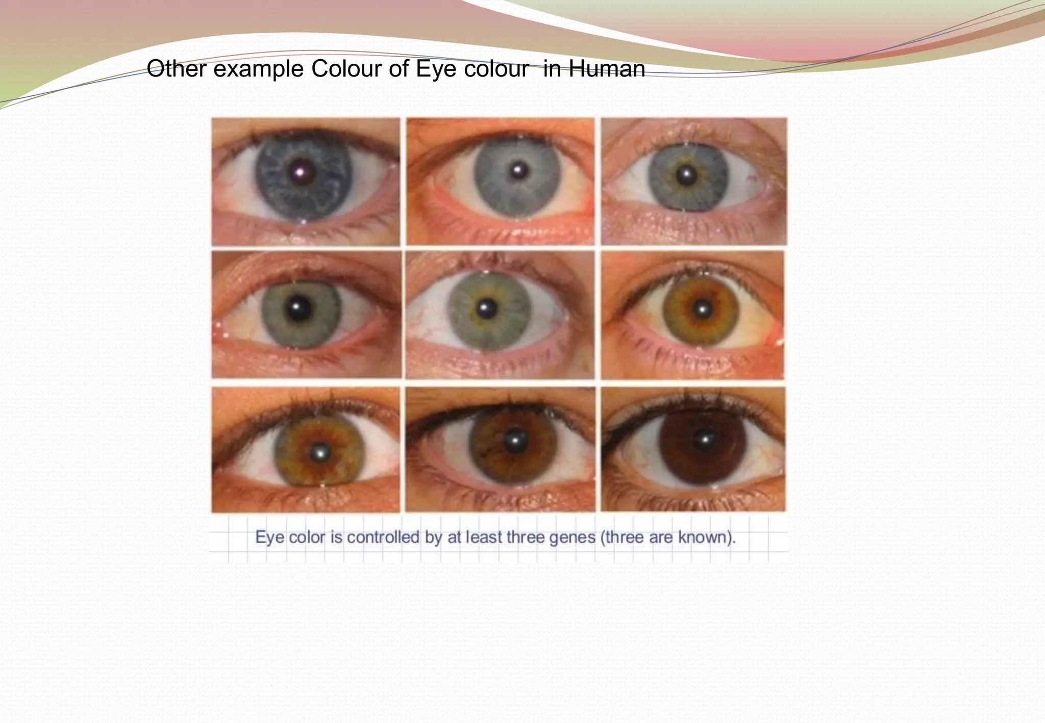 Other example Colour of Eye colour in Human
 